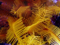 Zooming into the arms of a golden crinoid aka "feather star" by Martin Spragg 